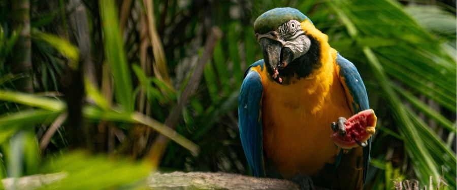GÜNEY AMERİKA PROGRAMI